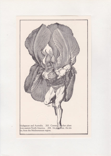 Vintage botanical illustration of a man with plant wings and text on a beige background