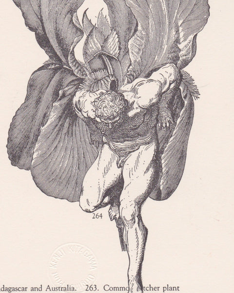 Vintage botanical engraving of a man with plant wings and text on a beige background
